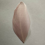pale lilac goose nagoire feather tip