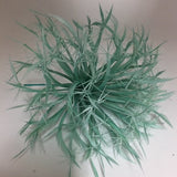 mint Biot Feather Star Flower on Wire