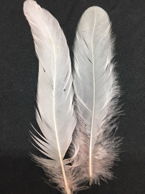 Coque Tail Feathers (untrimmed) - AU - B Unique Millinery