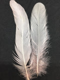 Coque Tail Feathers (untrimmed) - Lon - B Unique Millinery