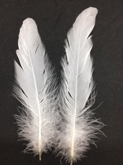 Coque Tail Feathers (untrimmed) - AU - B Unique Millinery