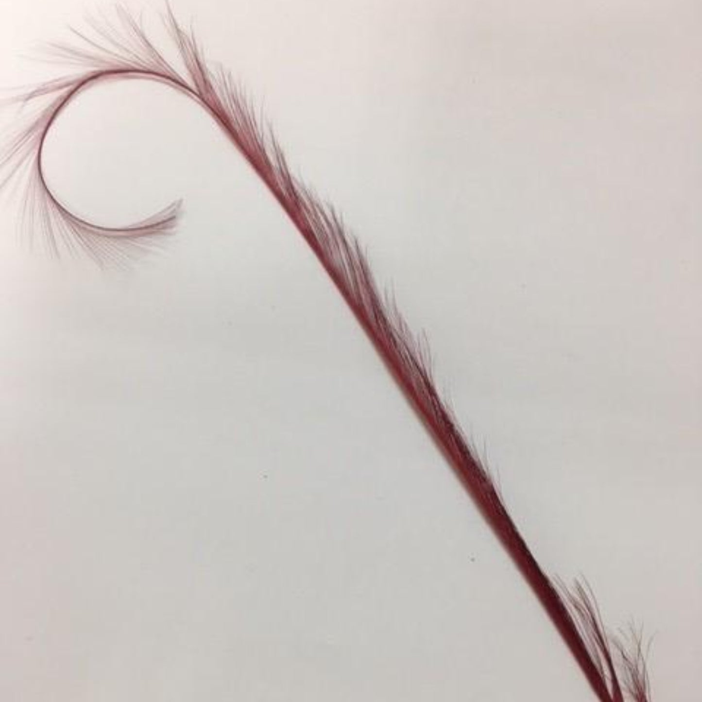 Curly Burnt Pheasant Feathers - AU - B Unique Millinery