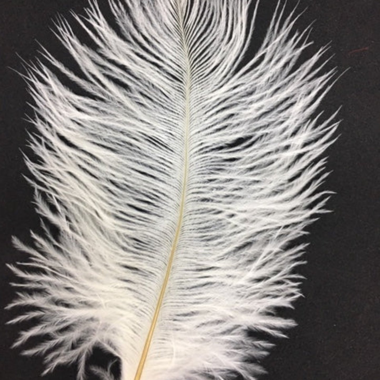 Ostrich Blondine Feather Small white