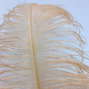 Ostrich Blondine Feather Large coral