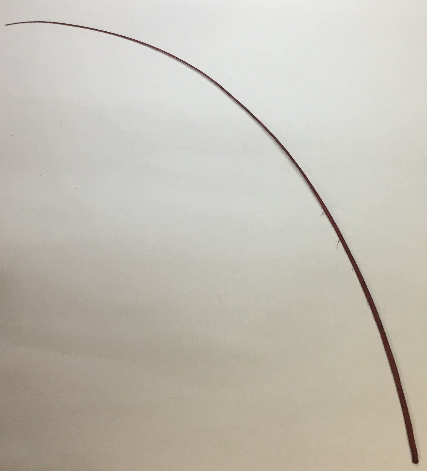 Dyed Ostrich Quill - AU - B Unique Millinery