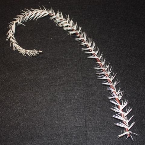 Twisted Ostrich Quill Feathers - AU - B Unique Millinery