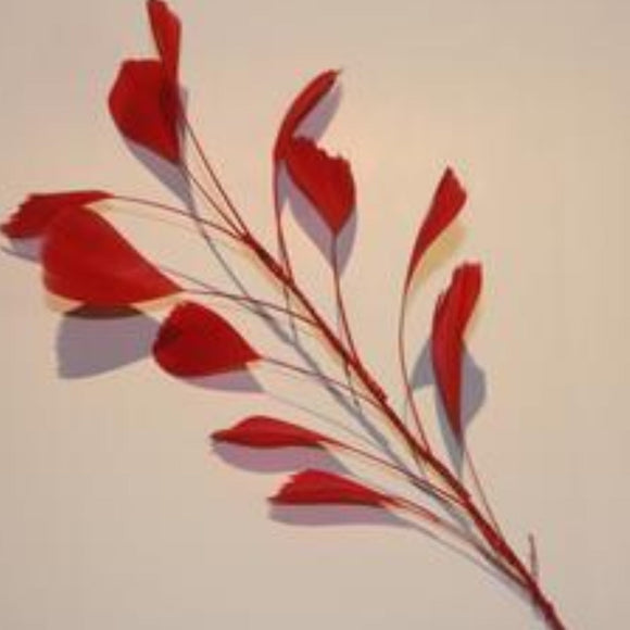 Feather Branch dark red