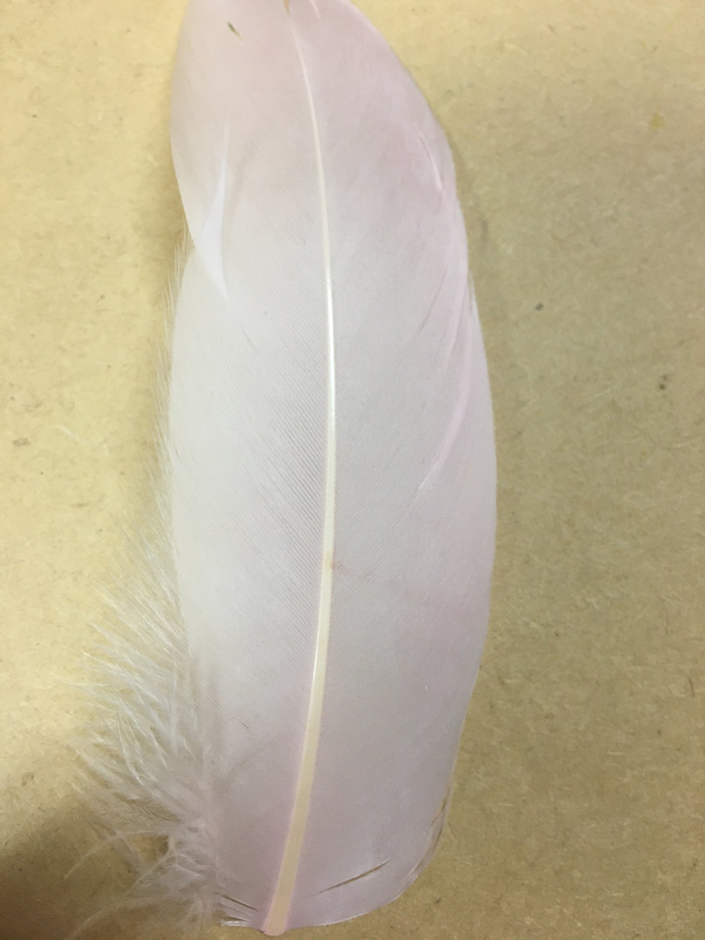 pale pibk goose nagoire feather tip