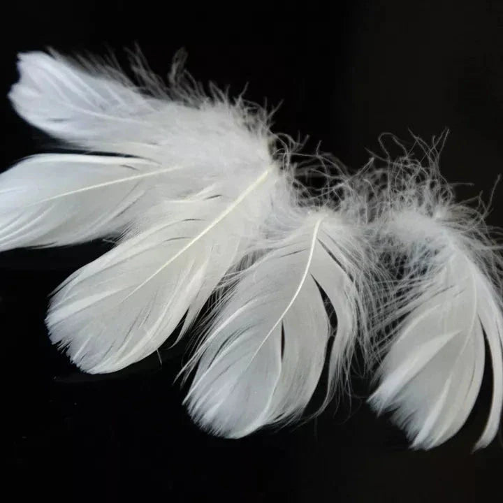 Feathers - AsiaPac
