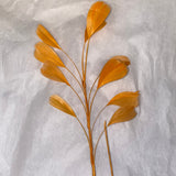 Feather Branch turmeric