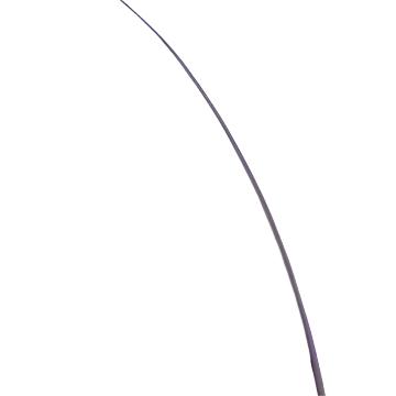 Dyed Ostrich Quill - US