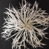 Biot Feather Starburst on Wire - US - B Unique Millinery