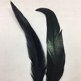 Coque Tail Feathers (untrimmed) black