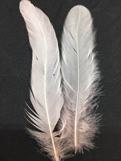 Coque Tail Feathers (untrimmed) - AU - B Unique Millinery