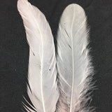 Coque Tail Feathers (untrimmed) creme de peche