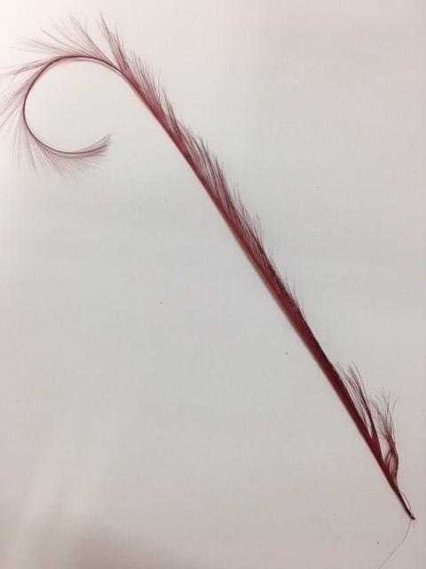 Curly Burnt Pheasant Feathers - AU - B Unique Millinery