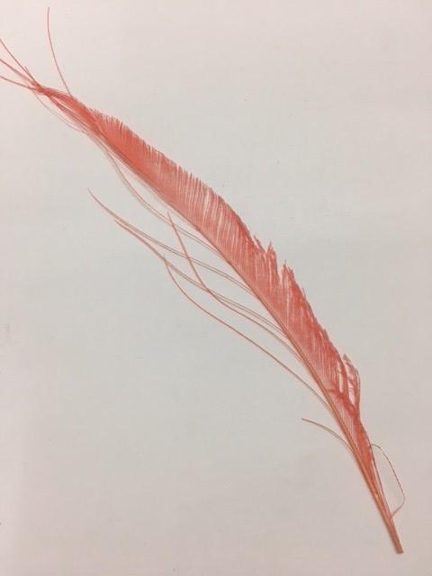 Dyed Peacock Sword [25-30cm] - AU - B Unique Millinery