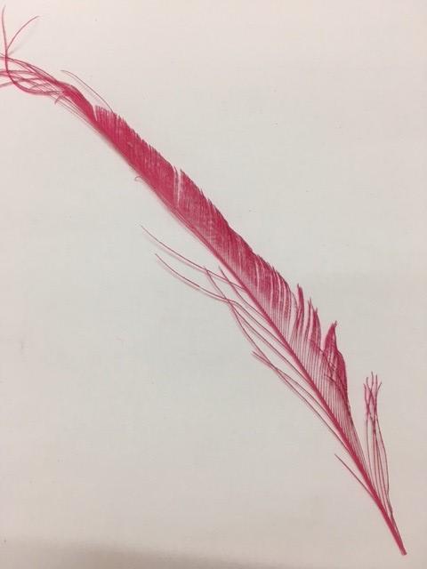 Dyed Peacock Sword [25-30cm] - AU - B Unique Millinery