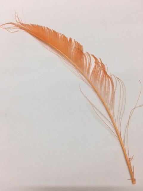 Dyed Peacock Sword [25-30cm] - AU - B Unique Millinery