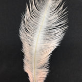 Ostrich Blondine Feather Small creme de peche