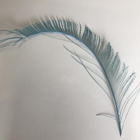 Dyed Peacock Sword [25-30cm] - AU - B Unique Millinery