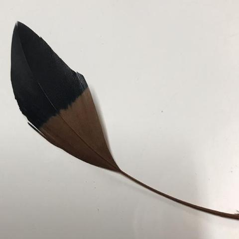 Two Tone Stiff Goose Feathers  - AU - B Unique Millinery