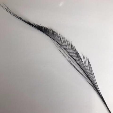 Dyed Peacock Sword [25-30cm] - AU - B Unique Millinery