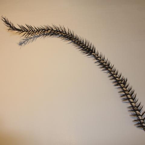 Twisted Ostrich Quill Feathers  - AU - B Unique Millinery