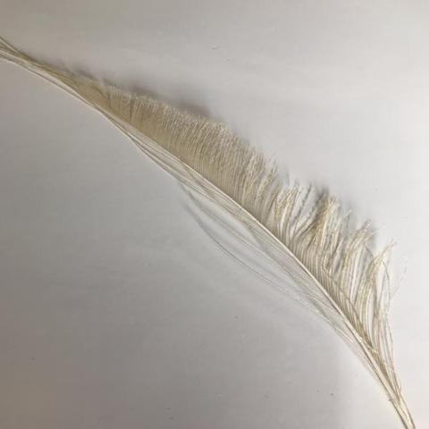 Dyed Peacock Sword [25-30cm] - AU - B Unique Millinery