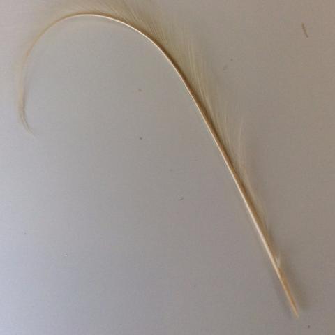 Curly Burnt Pheasant Feathers - AU - B Unique Millinery