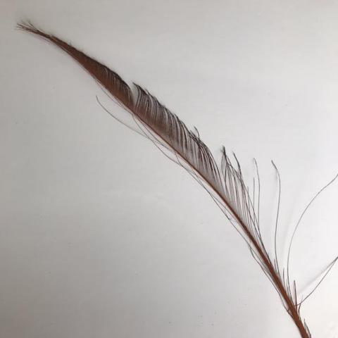 Dyed Peacock Sword [25-30cm] - AU - B Unique Millinery