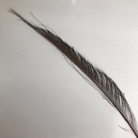 Dyed Peacock Sword [25-30cm] - AU - B Unique Millinery