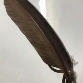 Turkey Wing Feathers  chocolate brown