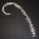 Twisted Ostrich Quill Feathers  - AU - B Unique Millinery