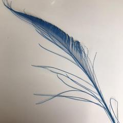 Dyed Peacock Sword [25-30cm] - AU - B Unique Millinery