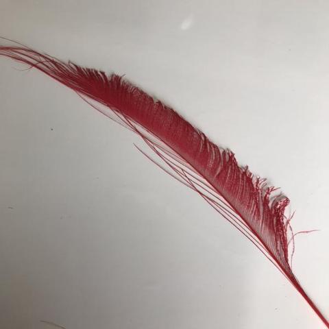 Dyed Peacock Sword [25-30cm] - AU - B Unique Millinery