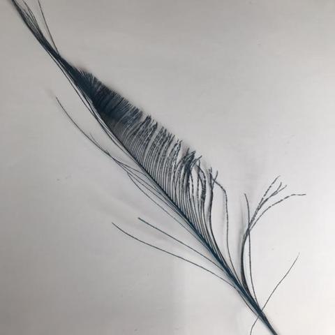 Dyed Peacock Sword [25-30cm] - AU - B Unique Millinery