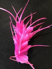 Feather Mounts (BY-FM306) - AU - B Unique Millinery