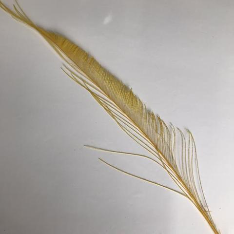 Dyed Peacock Sword [25-30cm] - AU - B Unique Millinery