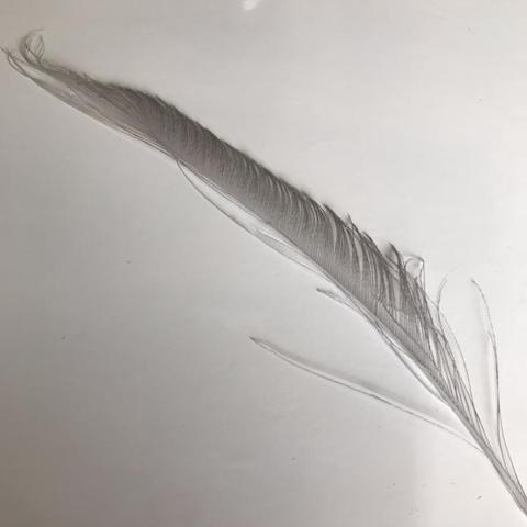 Dyed Peacock Sword [25-30cm] - AU - B Unique Millinery