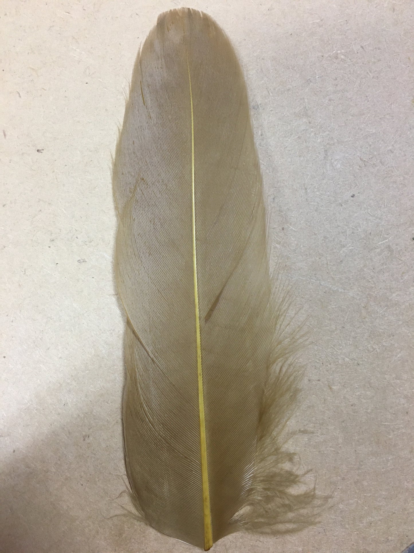 coffee goose nagoire feather tip