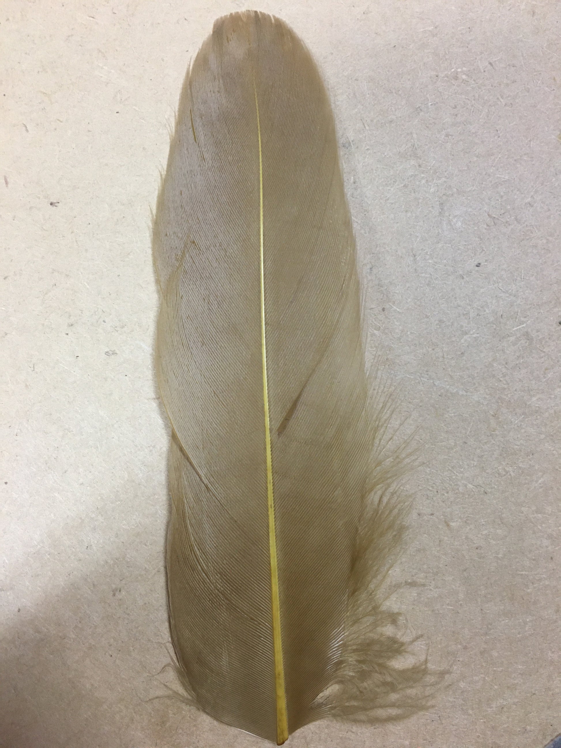 coffee goose nagoire feather tip