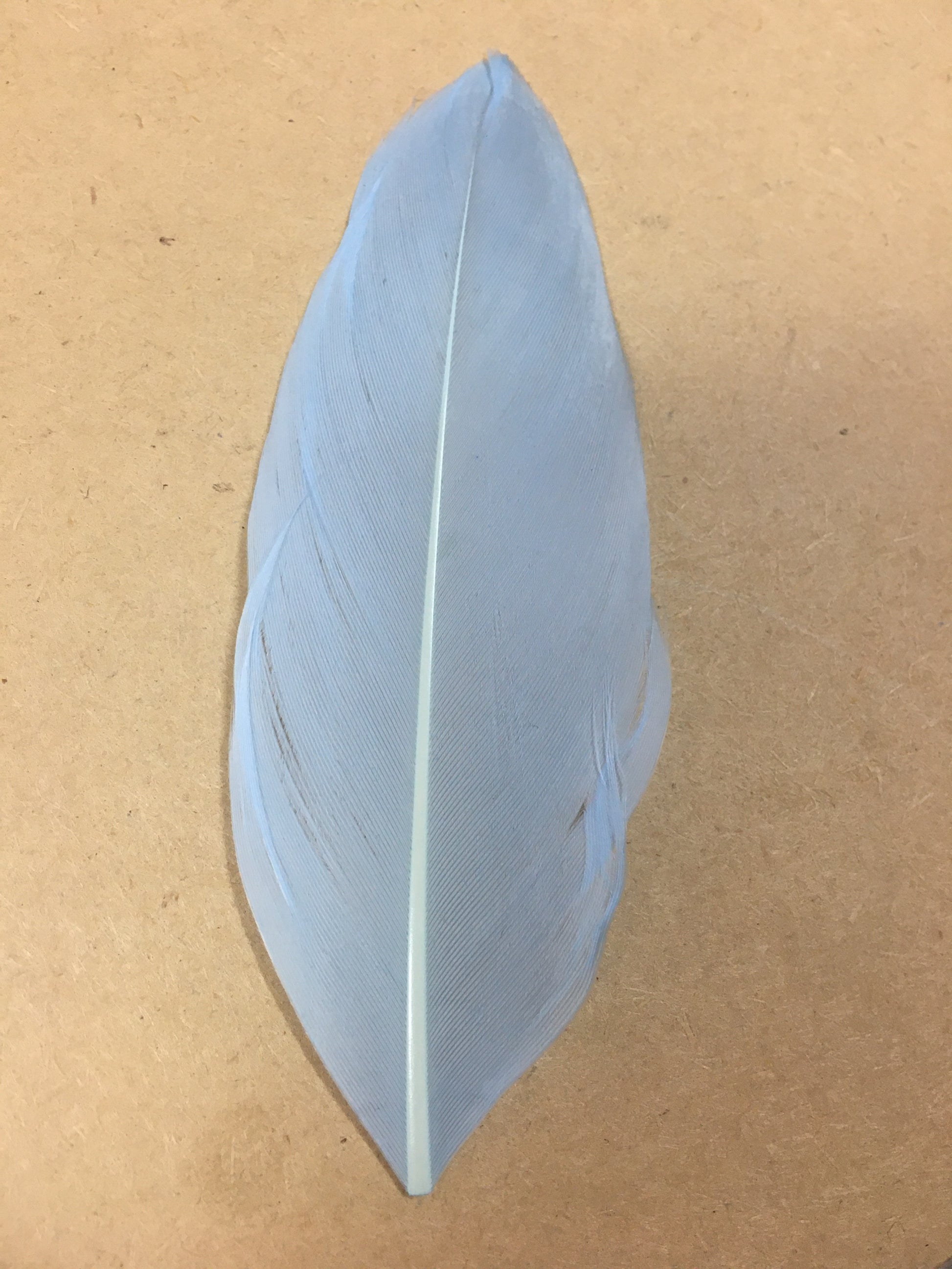 pale blue goose nagoire feather tip