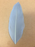 pale blue goose nagoire feather tip