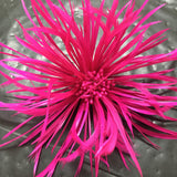 Biot Feather Flower (F1837) - pink peacock