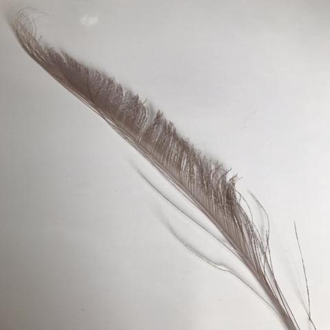 Dyed Peacock Sword [25-30cm] - AU - B Unique Millinery