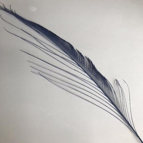 Dyed Peacock Sword [25-30cm] - AU - B Unique Millinery