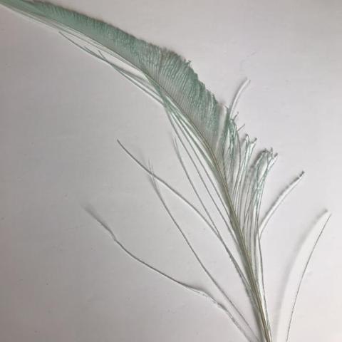 Dyed Peacock Sword [25-30cm] - AU - B Unique Millinery