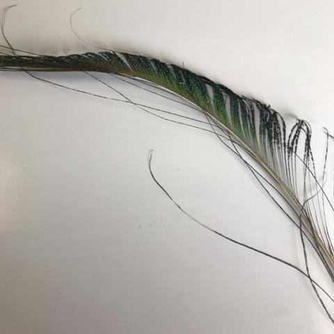 Dyed Peacock Sword [25-30cm] - AU - B Unique Millinery