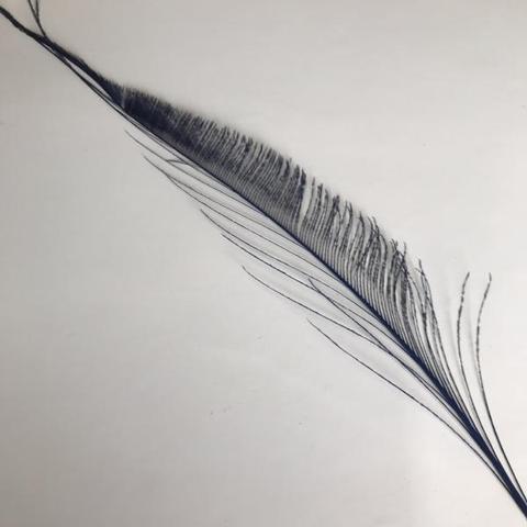 Dyed Peacock Sword [25-30cm] - AU - B Unique Millinery